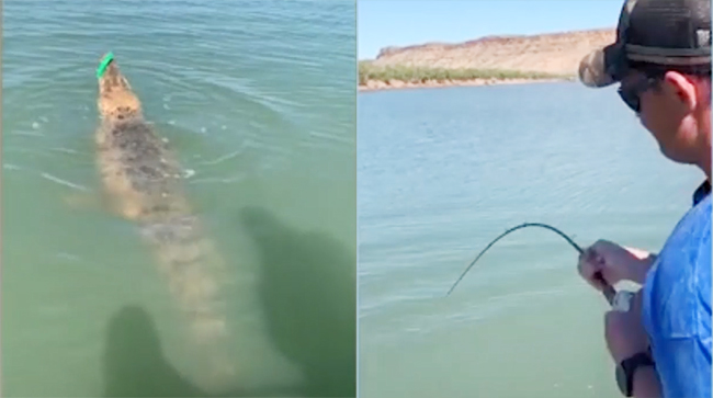 Tilovuna timsah düşən balıqçının görüntüləri maraqla qarşılandı - Video