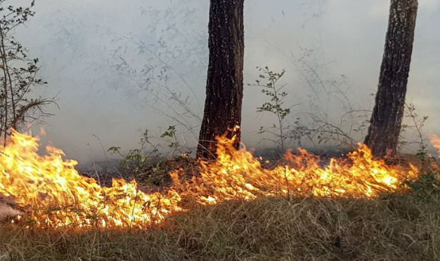 Hirkan Milli Parkında baş verən yanğın söndürülüb