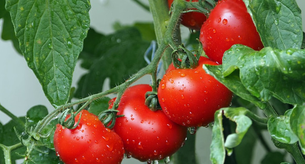 Qazaxıstana ixrac olunan pomidorla bağlı araşdırmalar aparılır