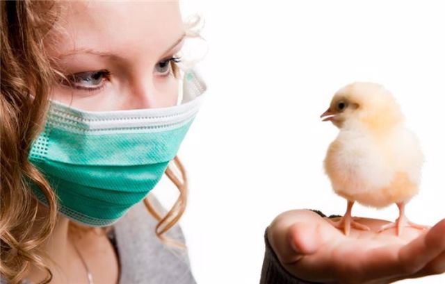 Çexiyada quş qripi epidemiyası qeydə alınıb