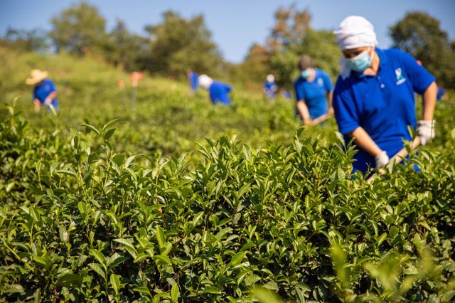 Doğma çay “Azerçay” çayçılıq sahəsinin inkişafına dəstək verməyə davam edir