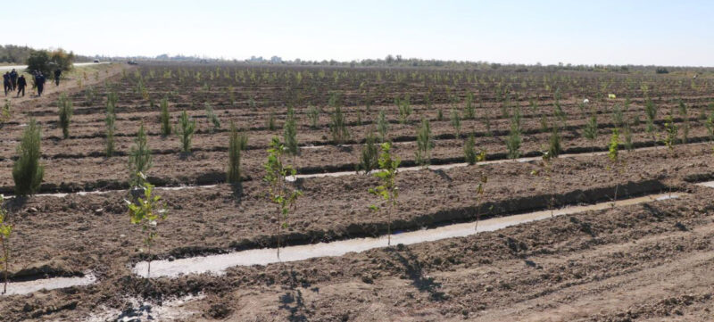“Yaşıl Marafon” çərçivəsində Ağdaşda 2500 ağac əkilib