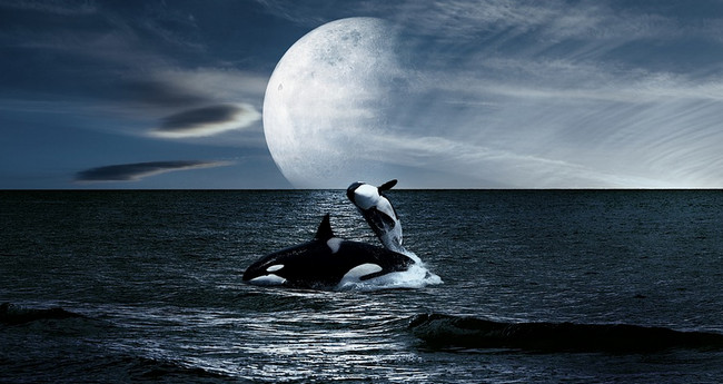 “Planetin balinalara çox ehtiyacı var” - İldə 1,9 milyon ton karbon qazı udurlar