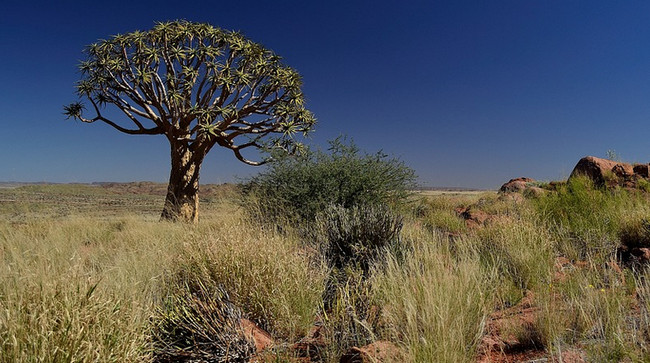 Quiver ağacı - Namibiya
