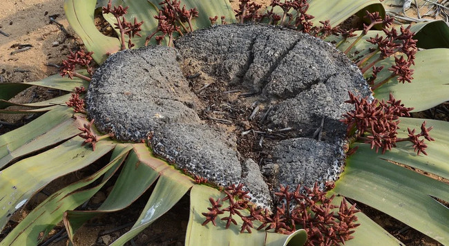 Welwitschia Mirabilis - Namibiya